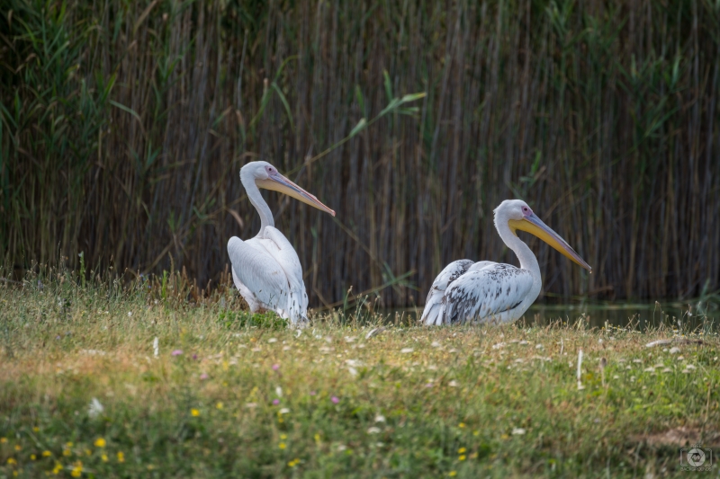 Great White Pelicans Background - High-quality free Photo in cattegory Birds / Backgrounds from FreeArtBackgrounds.com