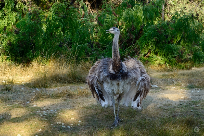 Greater Rhea Background - High-quality free Photo in cattegory Birds / Backgrounds from FreeArtBackgrounds.com