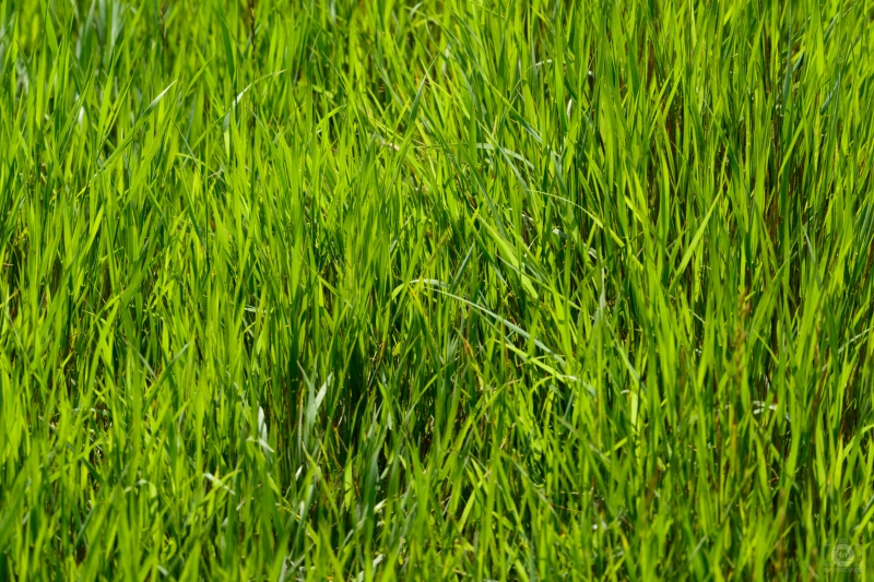 Green Fresh Grass Texture - High-quality free Photo in cattegory Textures / Backgrounds from FreeArtBackgrounds.com