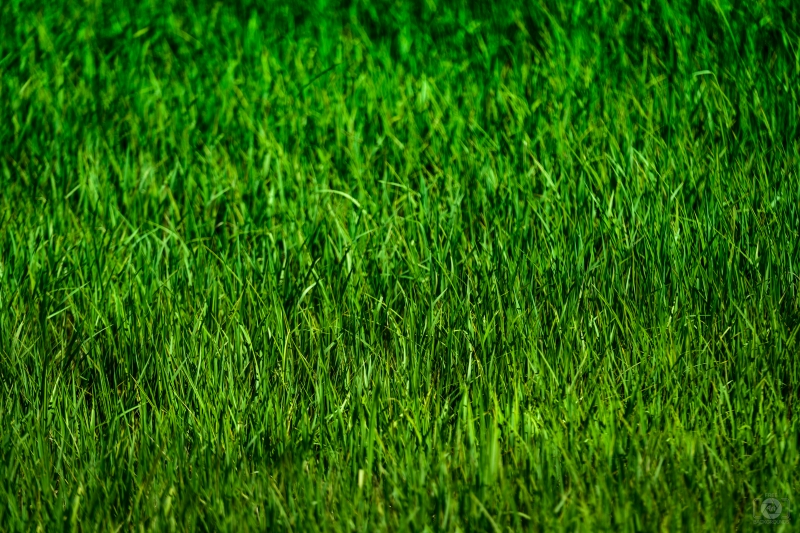 Green Grass Background Texture - High-quality free Photo in cattegory Textures / Backgrounds from FreeArtBackgrounds.com