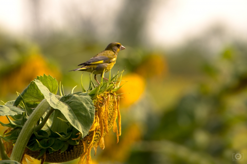 Greenfinch on Sunflower Background - High-quality free Photo in cattegory Birds / Backgrounds from FreeArtBackgrounds.com