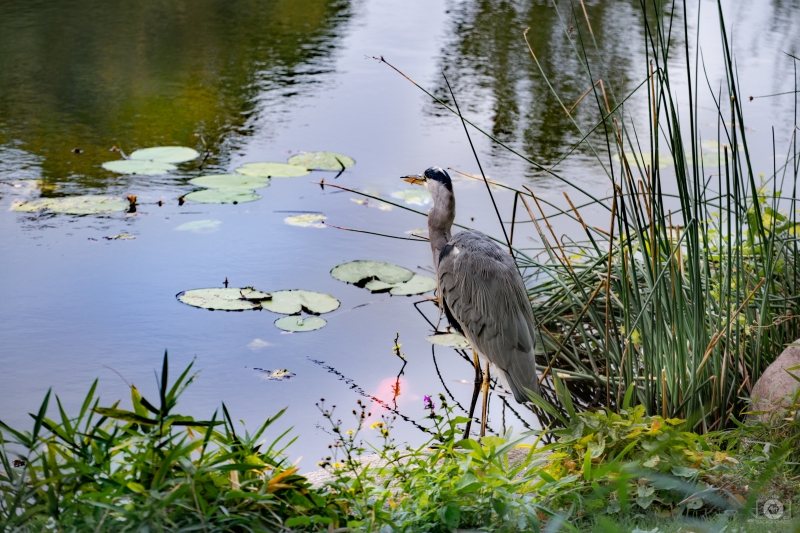 Grey Heron and Koi Fish Background - High-quality free Photo in cattegory Birds / Backgrounds from FreeArtBackgrounds.com