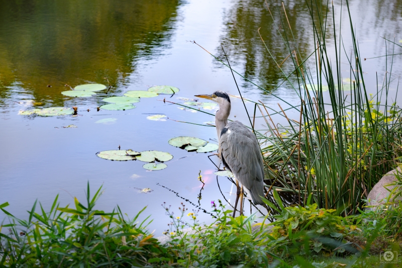 Grey Heron with Koi Fish Background - High-quality free Photo in cattegory Birds / Backgrounds from FreeArtBackgrounds.com