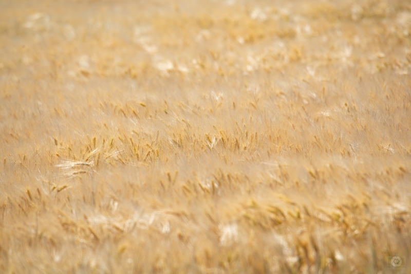 Growing Wheat Background Texture - High-quality free Photo in cattegory Textures / Backgrounds from FreeArtBackgrounds.com