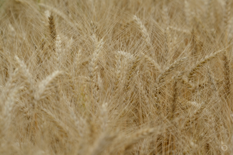 Growing Wheat Texture - High-quality free Photo in cattegory Textures / Backgrounds from FreeArtBackgrounds.com
