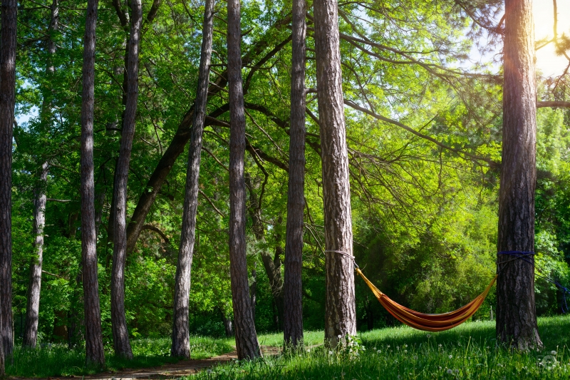Hammock in the Woods Background - High-quality free Photo in cattegory Nature / Backgrounds from FreeArtBackgrounds.com