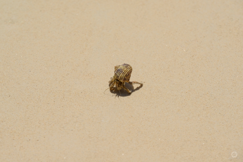 Hermit Crab on the Beach Background - High-quality free Photo in cattegory Animals / Backgrounds from FreeArtBackgrounds.com