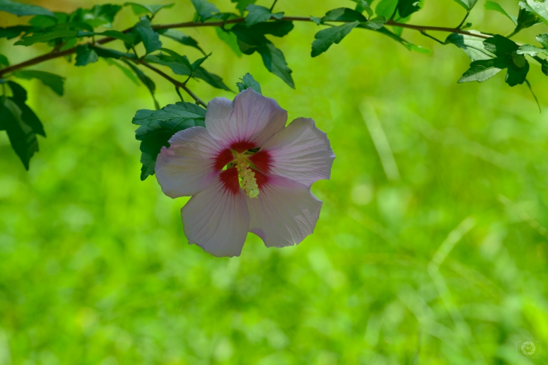 Hibiscus Flower Background - High-quality free Photo in cattegory Flowers / Backgrounds from FreeArtBackgrounds.com