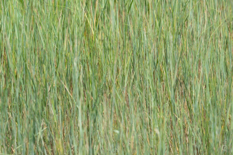 High Wild Grass Texture - High-quality free Photo in cattegory Textures / Backgrounds from FreeArtBackgrounds.com