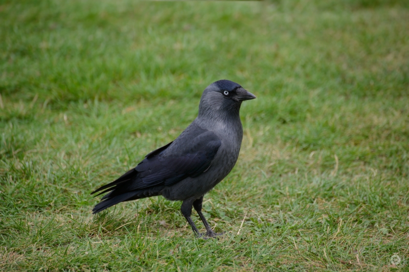 Jackdaw Bird Background - High-quality free Photo in cattegory Birds / Backgrounds from FreeArtBackgrounds.com