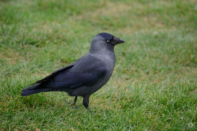 Jackdaw in Grass Background - High-quality free Photo in cattegory Birds / Backgrounds from FreeArtBackgrounds.com