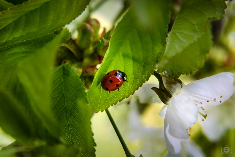 Ladybug on Blooming Branch Background - High-quality free Photo in cattegory Insects / Backgrounds from FreeArtBackgrounds.com