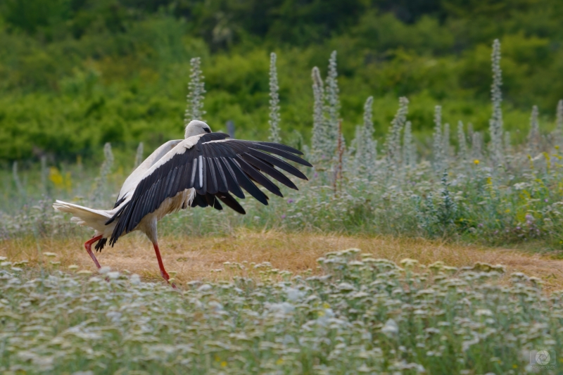 Landing White Stork Background - High-quality free Photo in cattegory Birds / Backgrounds from FreeArtBackgrounds.com