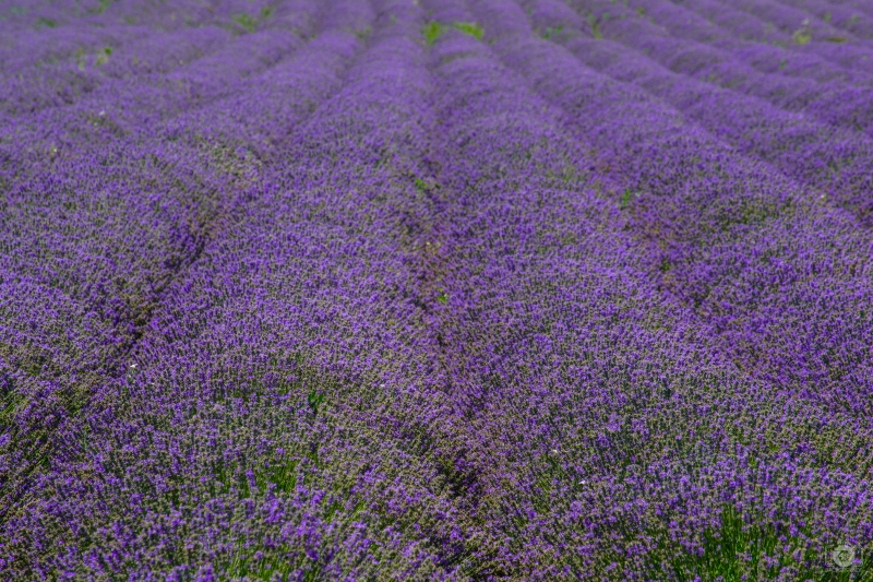 Lavender Background - High-quality free Photo in cattegory Landscapes / Backgrounds from FreeArtBackgrounds.com