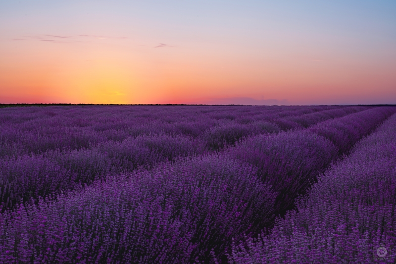 Lavender Field after Sunset Background - High-quality free Photo in cattegory Sunset / Backgrounds from FreeArtBackgrounds.com