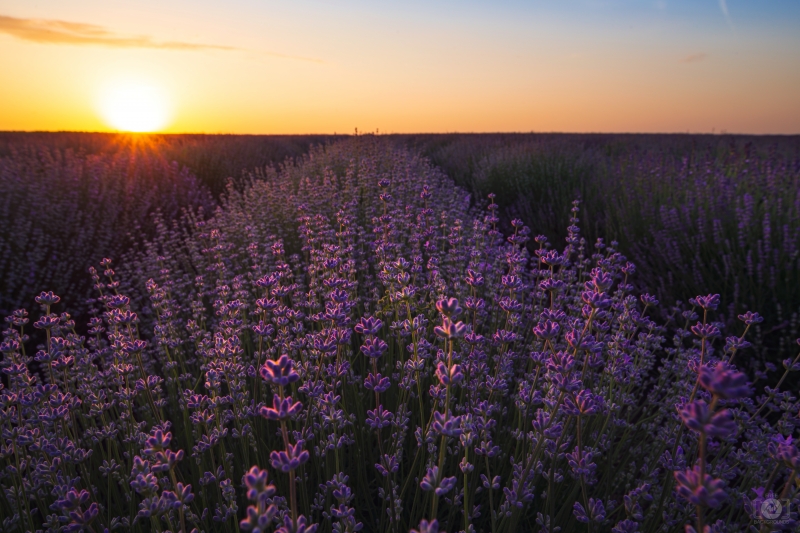 Lavender Field at Sunset Background - High-quality free Photo in cattegory Sunset / Backgrounds from FreeArtBackgrounds.com