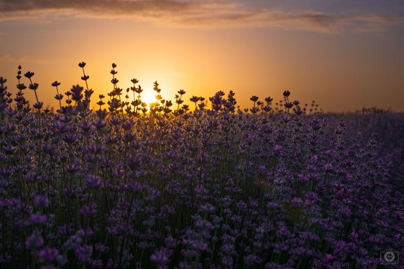 Lavender Sunrise Background - High-quality free Photo in cattegory Landscapes / Backgrounds from FreeArtBackgrounds.com