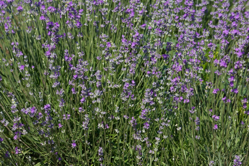 Lavender Texture - High-quality free Photo in cattegory Textures / Backgrounds from FreeArtBackgrounds.com