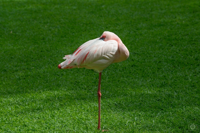 Lesser Flamingo Background - High-quality free Photo in cattegory Birds / Backgrounds from FreeArtBackgrounds.com