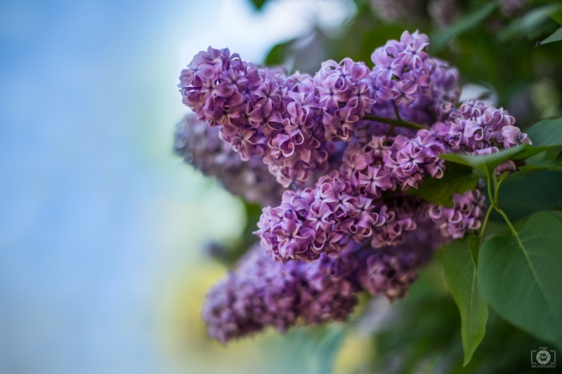 Lilac Blossoms Background - High-quality free Photo in cattegory Flowers / Backgrounds from FreeArtBackgrounds.com