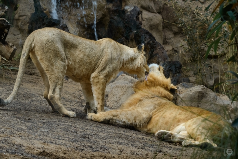 Lions Love Background - High-quality free Photo in cattegory Animals / Backgrounds from FreeArtBackgrounds.com