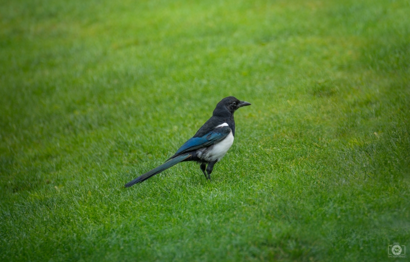 Magpie Bird Background - High-quality free Photo in cattegory Birds / Backgrounds from FreeArtBackgrounds.com