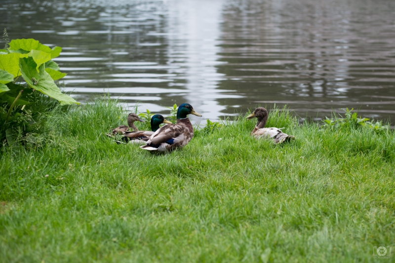 Mallard Ducks Background - High-quality free Photo in cattegory Birds / Backgrounds from FreeArtBackgrounds.com