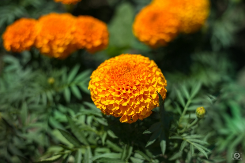 Marigold Flower Background - High-quality free Photo in cattegory Flowers / Backgrounds from FreeArtBackgrounds.com