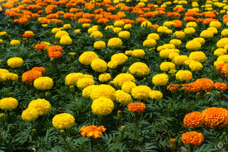 Marigold Flowers Background - High-quality free Photo in cattegory Flowers / Backgrounds from FreeArtBackgrounds.com