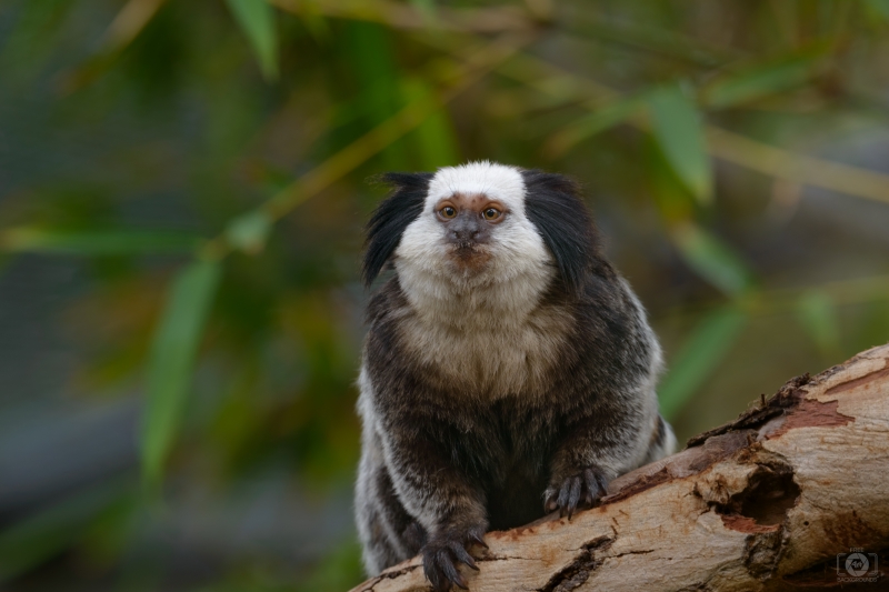 Marmoset Background - High-quality free Photo in cattegory Animals / Backgrounds from FreeArtBackgrounds.com