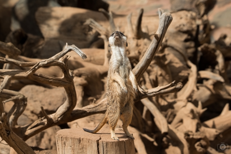 Meerkat Background - High-quality free Photo in cattegory Animals / Backgrounds from FreeArtBackgrounds.com