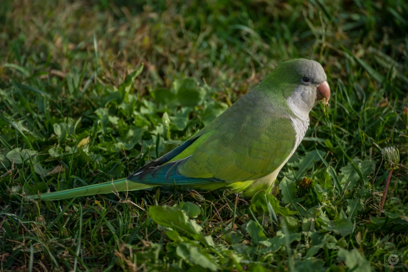 Monk Parakeet Background - High-quality free Photo in cattegory Birds / Backgrounds from FreeArtBackgrounds.com