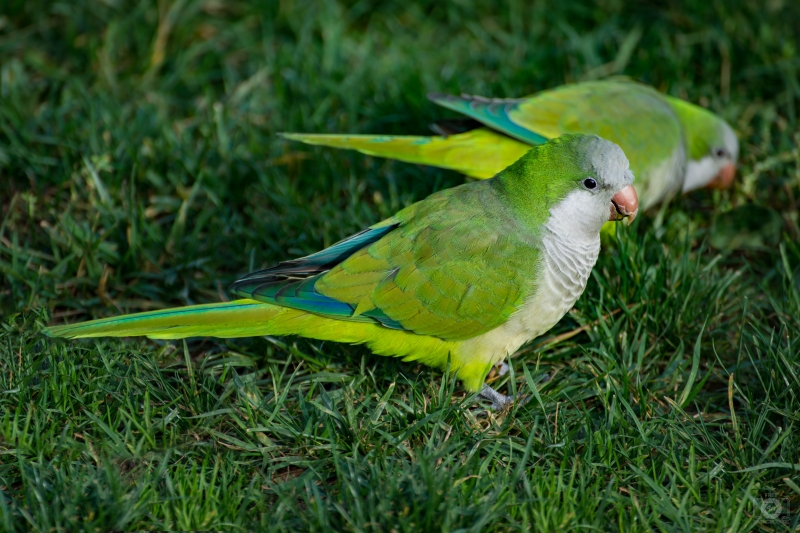 Monk Parrot Background - High-quality free Photo in cattegory Birds / Backgrounds from FreeArtBackgrounds.com