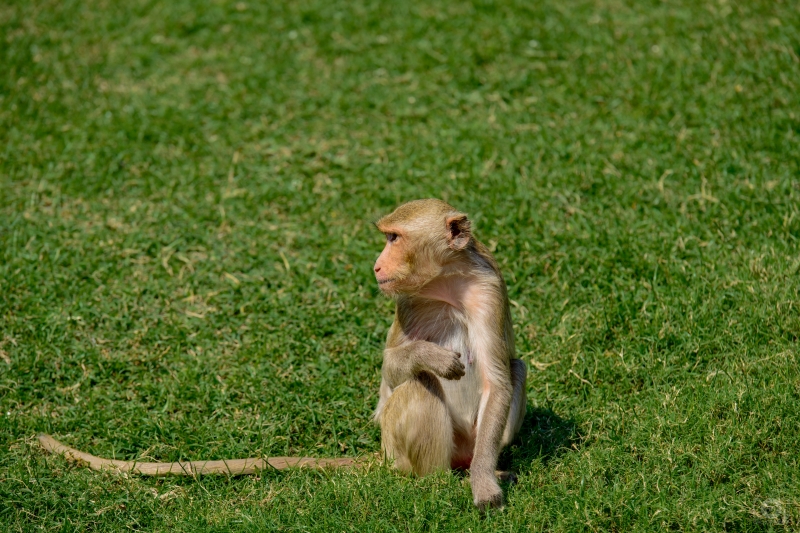 Monkey Sitting on the Grass Background - High-quality free Photo in cattegory Animals / Backgrounds from FreeArtBackgrounds.com