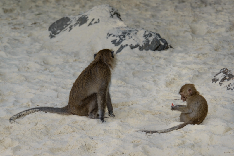 Monkeys on the Sand Background - High-quality free Photo in cattegory Animals / Backgrounds from FreeArtBackgrounds.com