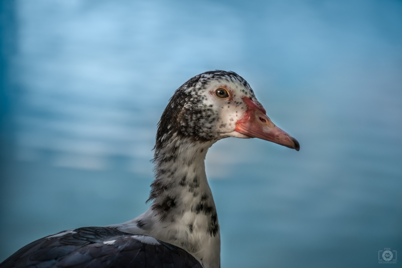 Muscovy Duck Head Background - High-quality free Photo in cattegory Birds / Backgrounds from FreeArtBackgrounds.com