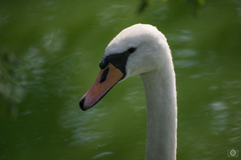 Mute Swan Head and Neck Background - High-quality free Photo in cattegory Swans / Backgrounds from FreeArtBackgrounds.com