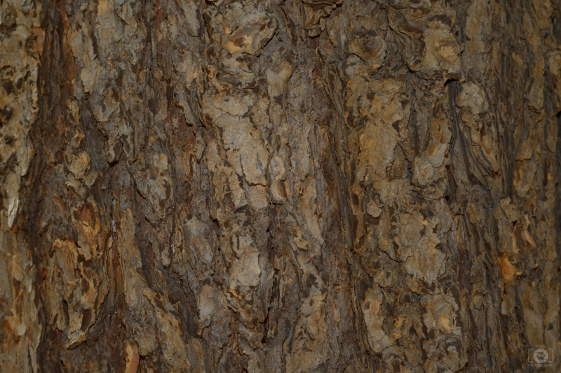 Natural Bark Texture - High-quality free Photo in cattegory Textures / Backgrounds from FreeArtBackgrounds.com
