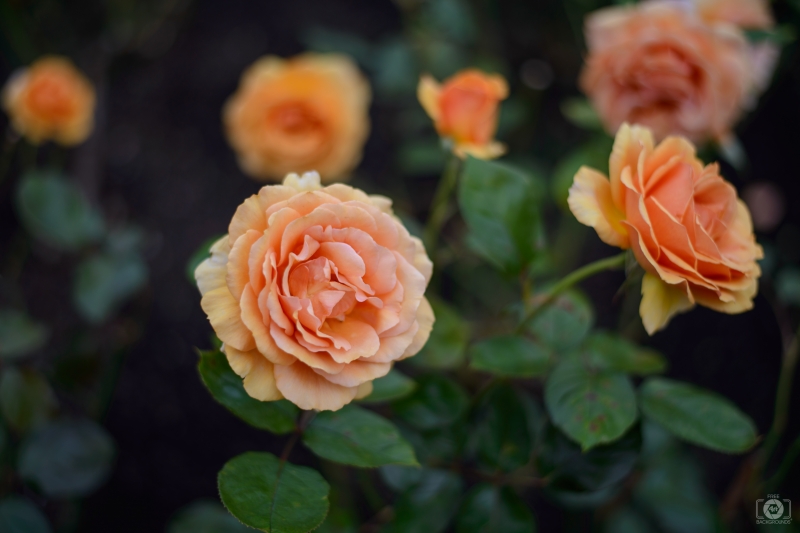 Orange Roses Background - High-quality free Photo in cattegory Roses / Backgrounds from FreeArtBackgrounds.com