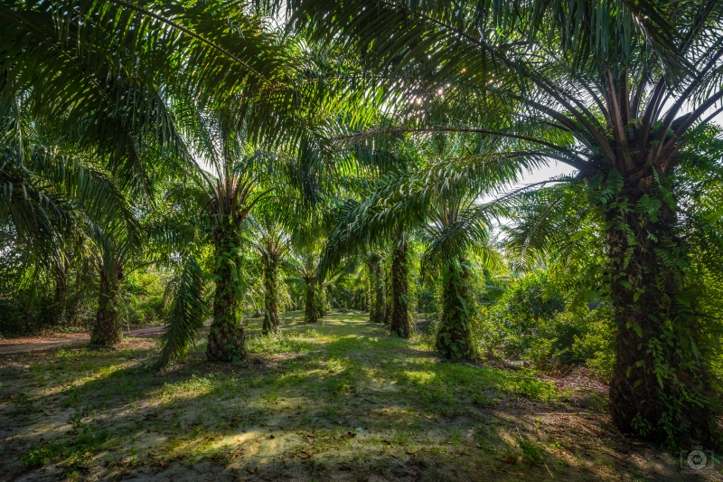 Palm Forest Background - High-quality free Photo in cattegory Nature / Backgrounds from FreeArtBackgrounds.com