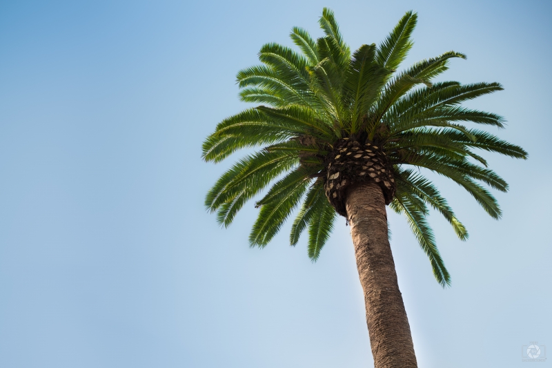 Palm Tree Background - High-quality free Photo in cattegory Nature / Backgrounds from FreeArtBackgrounds.com