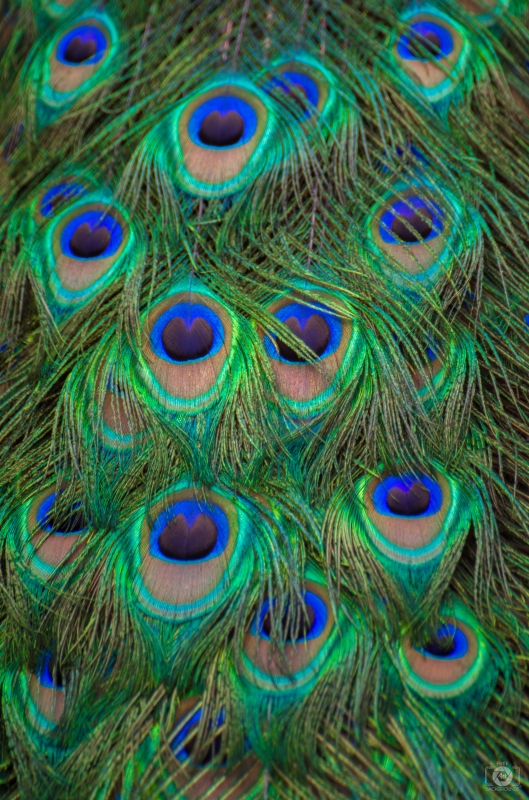 Peacock Tail Background - High-quality free Photo in cattegory Art / Backgrounds from FreeArtBackgrounds.com