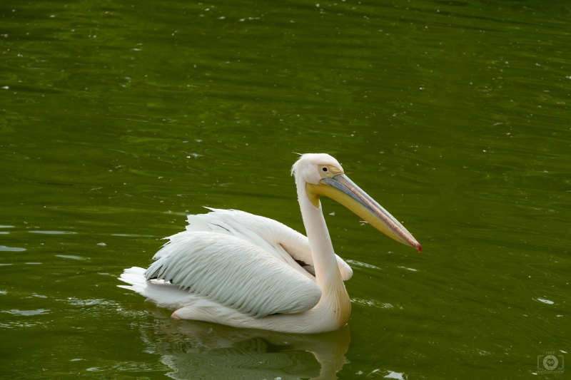 Pelican Background - High-quality free Photo in cattegory Birds / Backgrounds from FreeArtBackgrounds.com