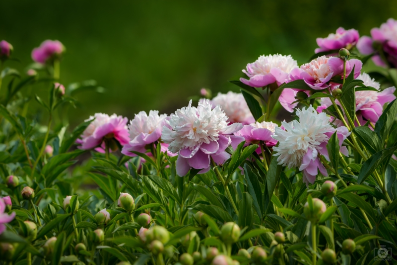 Peonies Background - High-quality free Photo in cattegory Flowers / Backgrounds from FreeArtBackgrounds.com