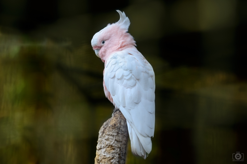 Pink Cockatoo Parrot Background - High-quality free Photo in cattegory Birds / Backgrounds from FreeArtBackgrounds.com