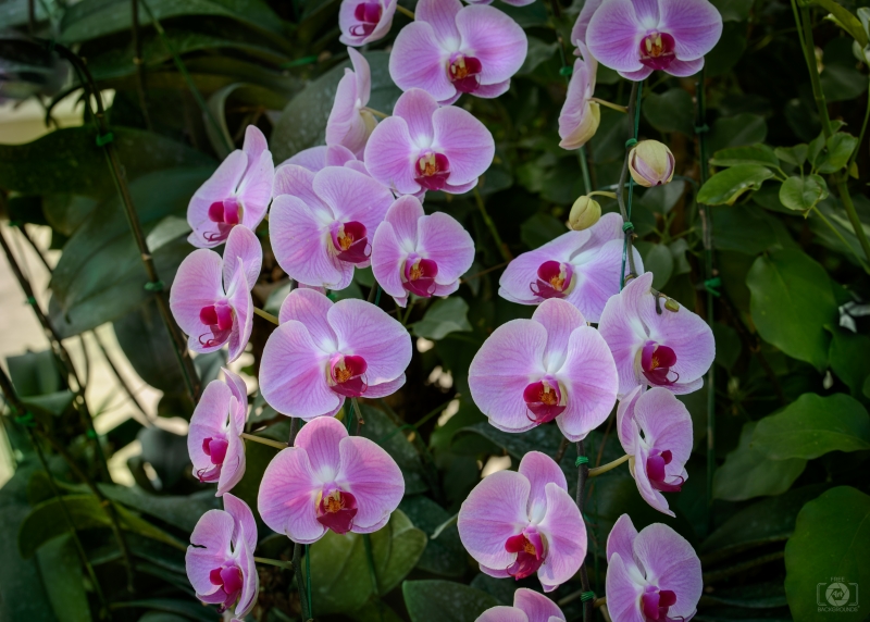 Pink Moth Orchids Background - High-quality free Photo in cattegory Orchids / Backgrounds from FreeArtBackgrounds.com