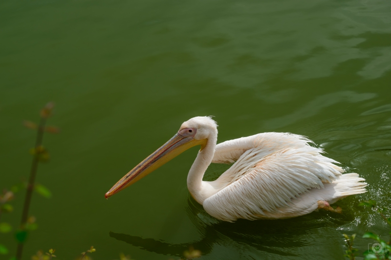 Pink Pelican Background - High-quality free Photo in cattegory Birds / Backgrounds from FreeArtBackgrounds.com