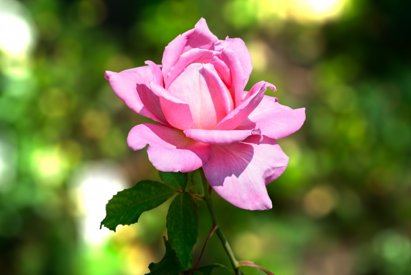 Pink Rose Background - High-quality free Photo in cattegory Roses / Backgrounds from FreeArtBackgrounds.com
