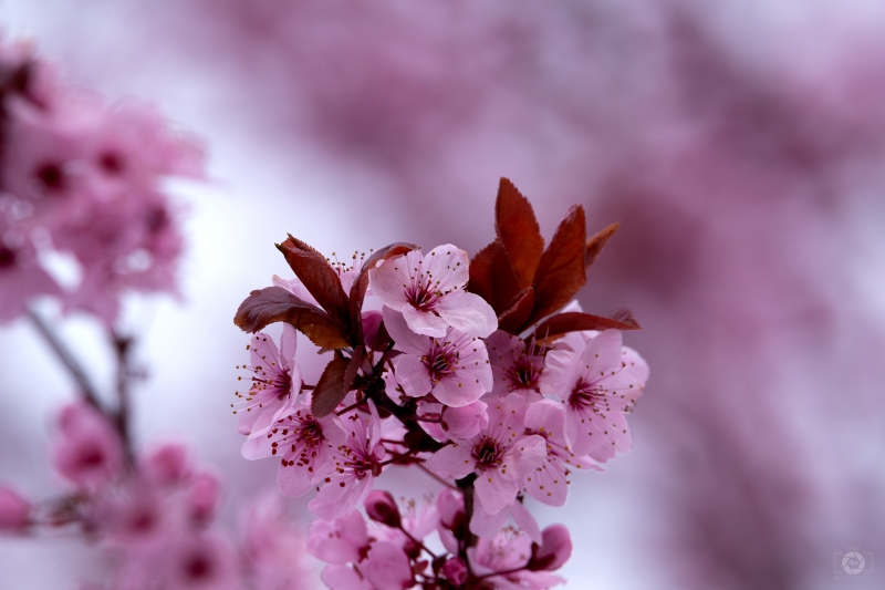 Pink Spring Blossom Background - High-quality free Photo in cattegory Spring / Backgrounds from FreeArtBackgrounds.com