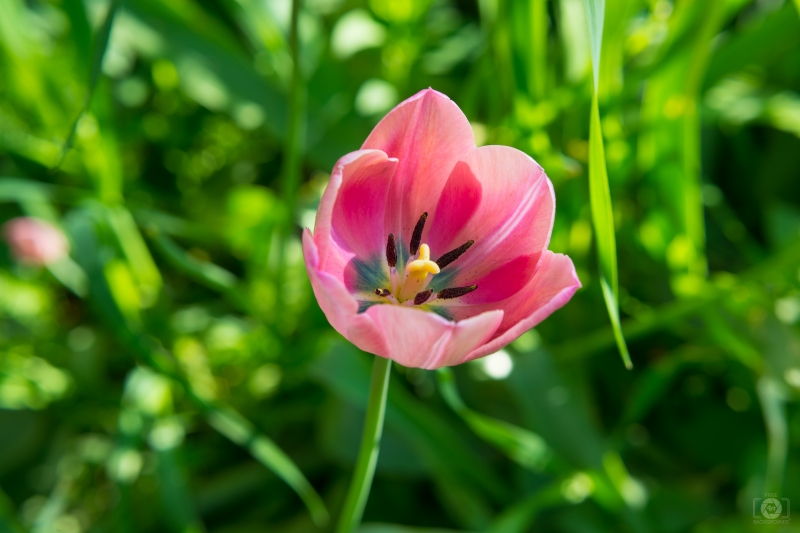 Pink Tulip Background - High-quality free Photo in cattegory Flowers / Backgrounds from FreeArtBackgrounds.com